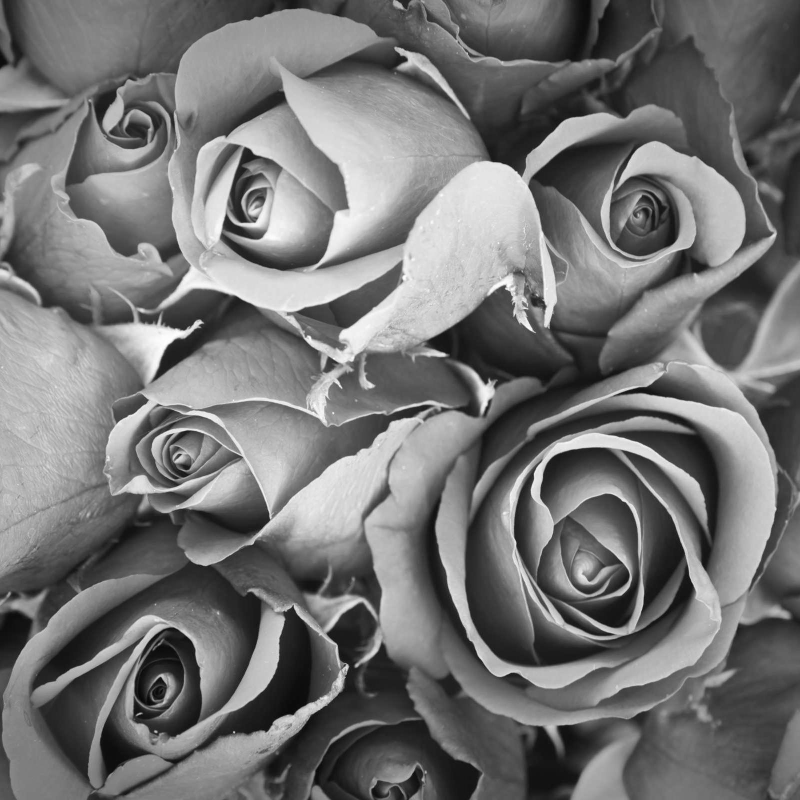Trauerrosen. Foto: Colourbox Trauerrosen. Foto: Colourbox