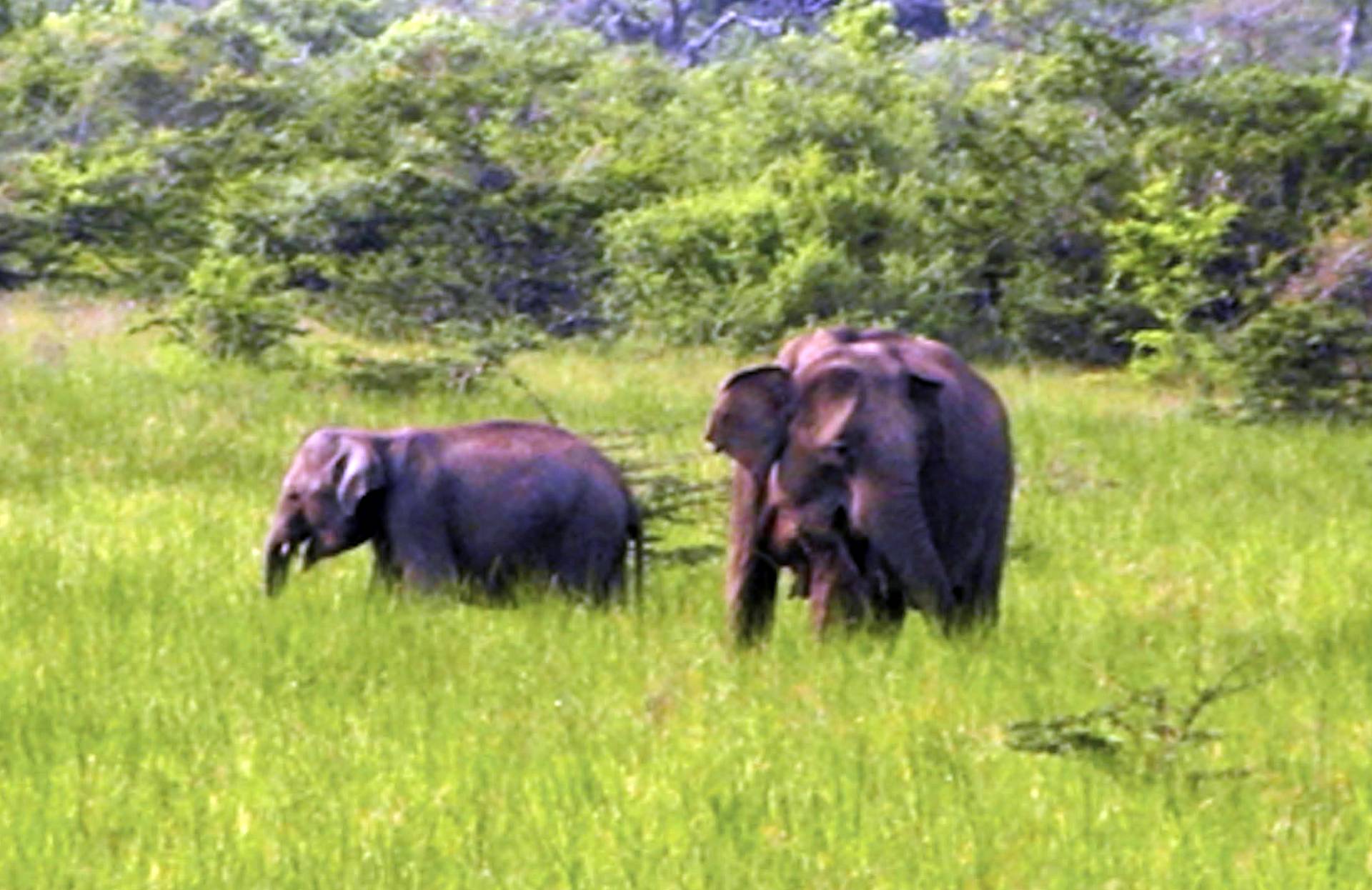 Ein Problem mit Namen: HEC (Human Elefant Conflict) Foto: Michael Bauhof