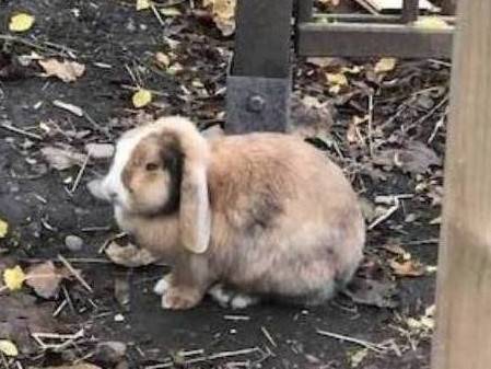 Auch viele Tiere haben im Juze ein Zuhause gefunden.