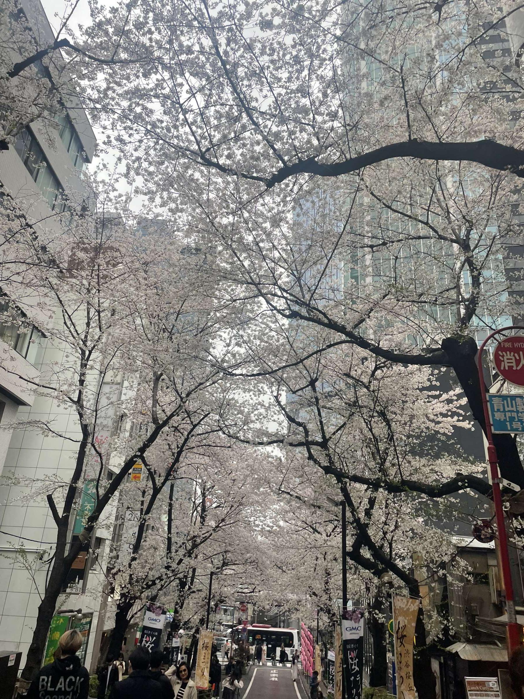 Kirschblüten im April