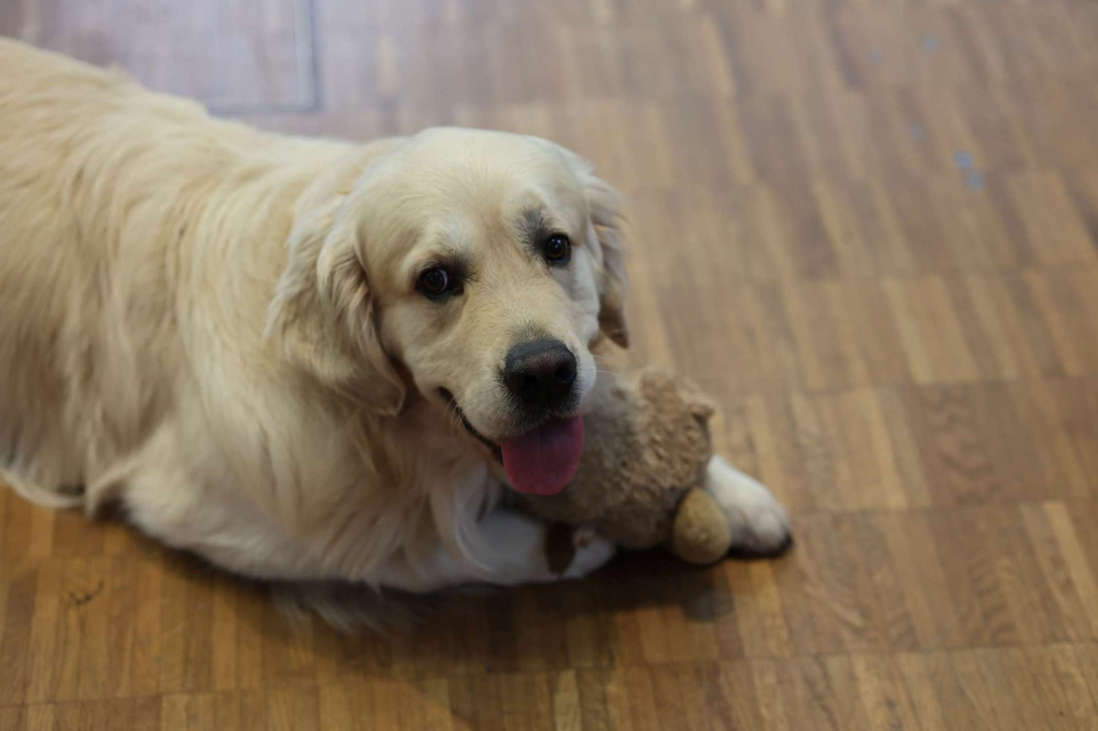 Überraschungsgast: Hochschulhund Oskar