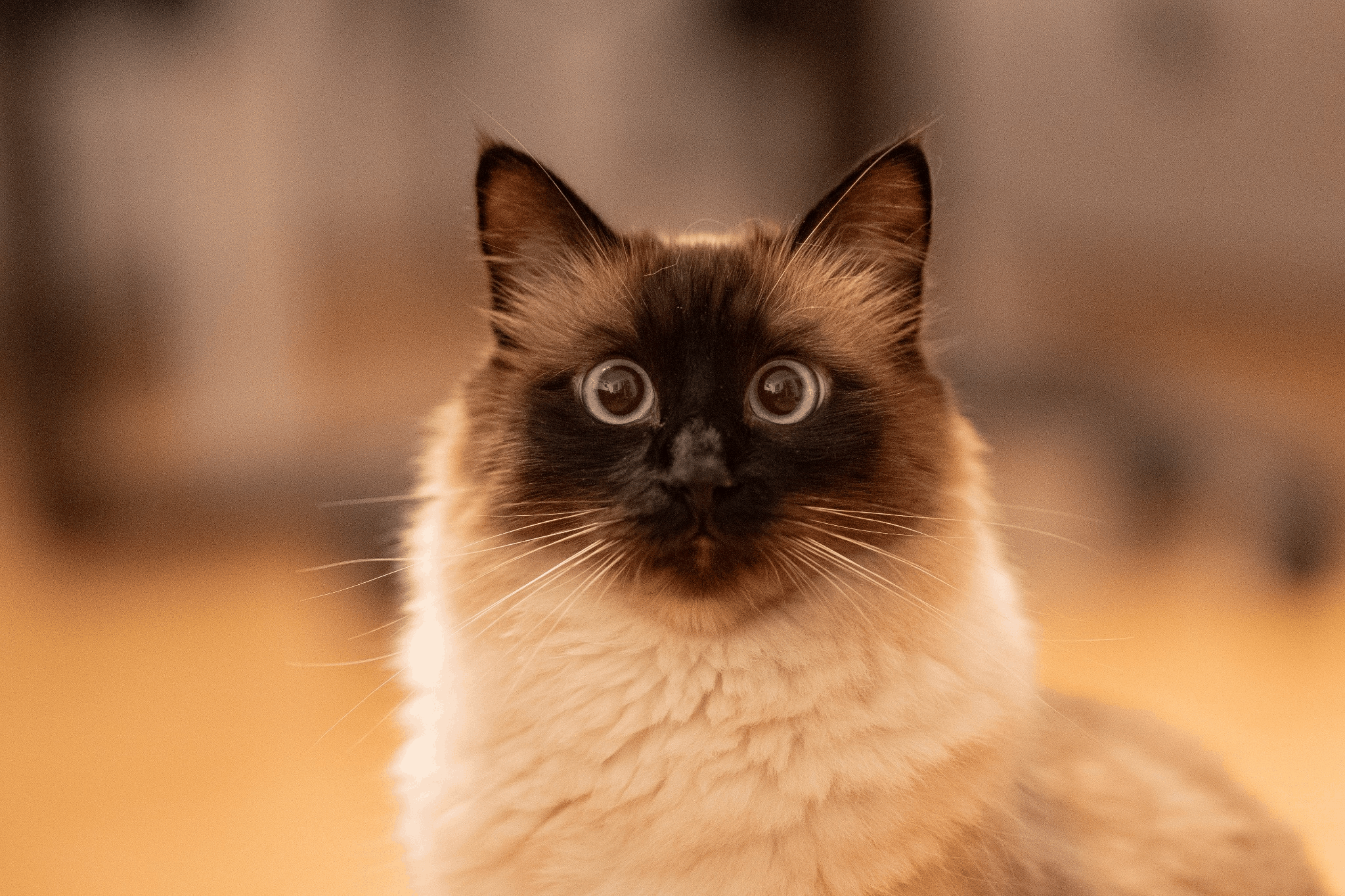Bild im GIF-Format