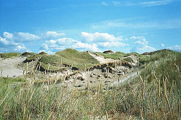 Im breiten Dünenstreifen