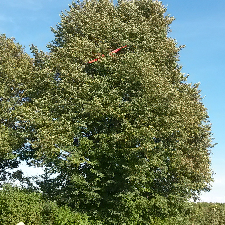 The model in the tree seen from north-west