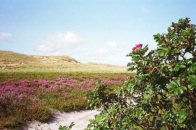 Heide hinter den D&uuml;nen