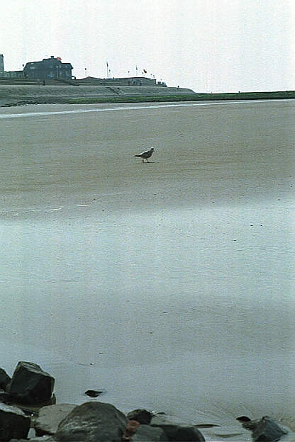 Norderneyer M&ouml;we