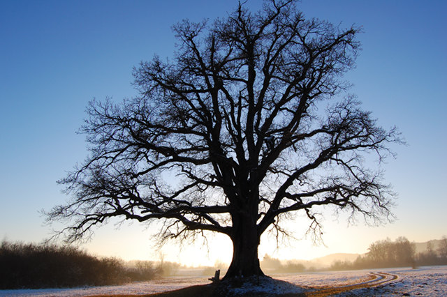 So called Mozart Oak in Seeon